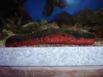  Holothuria edulis (Edible Cucumber, Pinkfish)